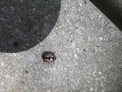 Calligrapha confluens