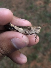 Chortophaga australior