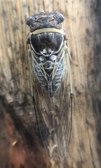 Diceroprocta viridifascia