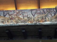 Odocoileus virginianus