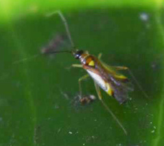 Campyloneura virgula
