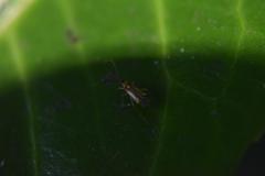 Campyloneura virgula