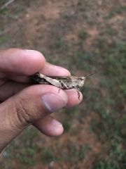 Chortophaga australior