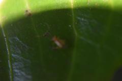 Campyloneura virgula