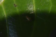 Campyloneura virgula