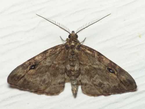 Gold-lined Melanomma Moth photo 3