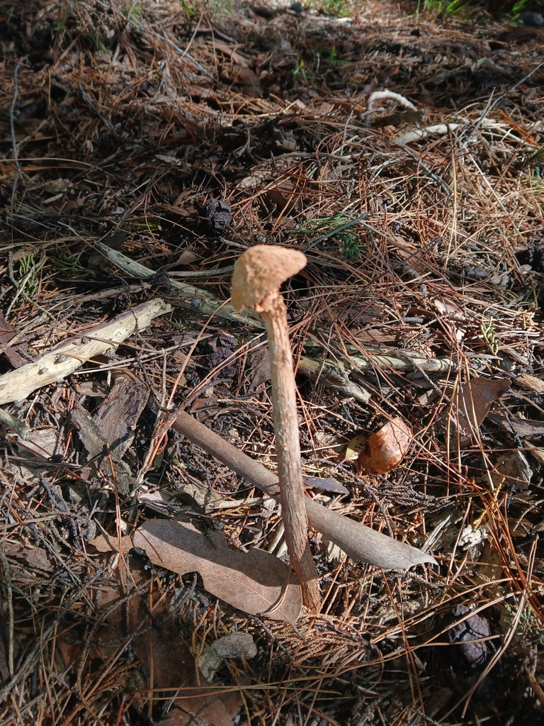Battarrea phalloides · April 2025 · photo: © naturewatchwidow (iNaturalist, cc-by)