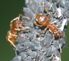 Lasius pallitarsis