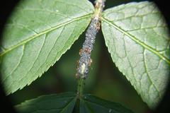 Lasius pallitarsis