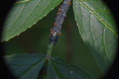 Lasius pallitarsis