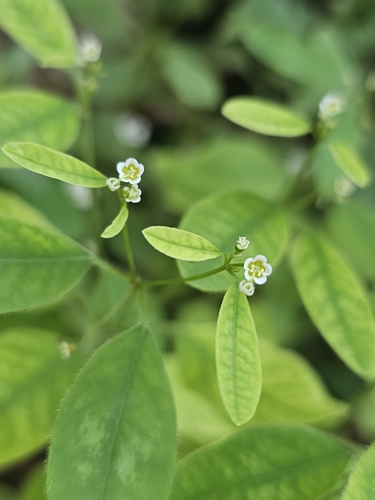 Image of Euphorbia graminea by (c) Liliana Ramírez-Freire, some rights reserved (CC BY)