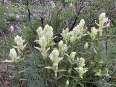 Castilleja pallida