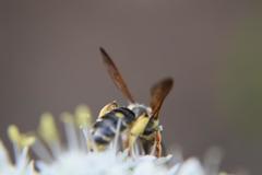 Andrena prunorum