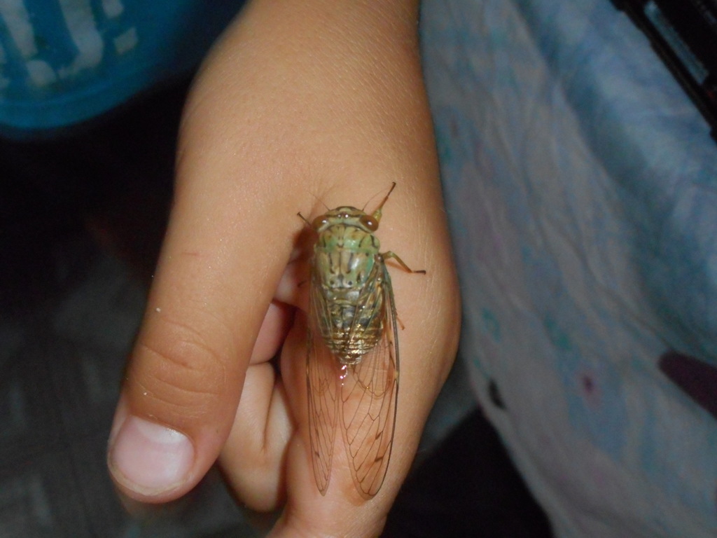 Diceropyga tortifer