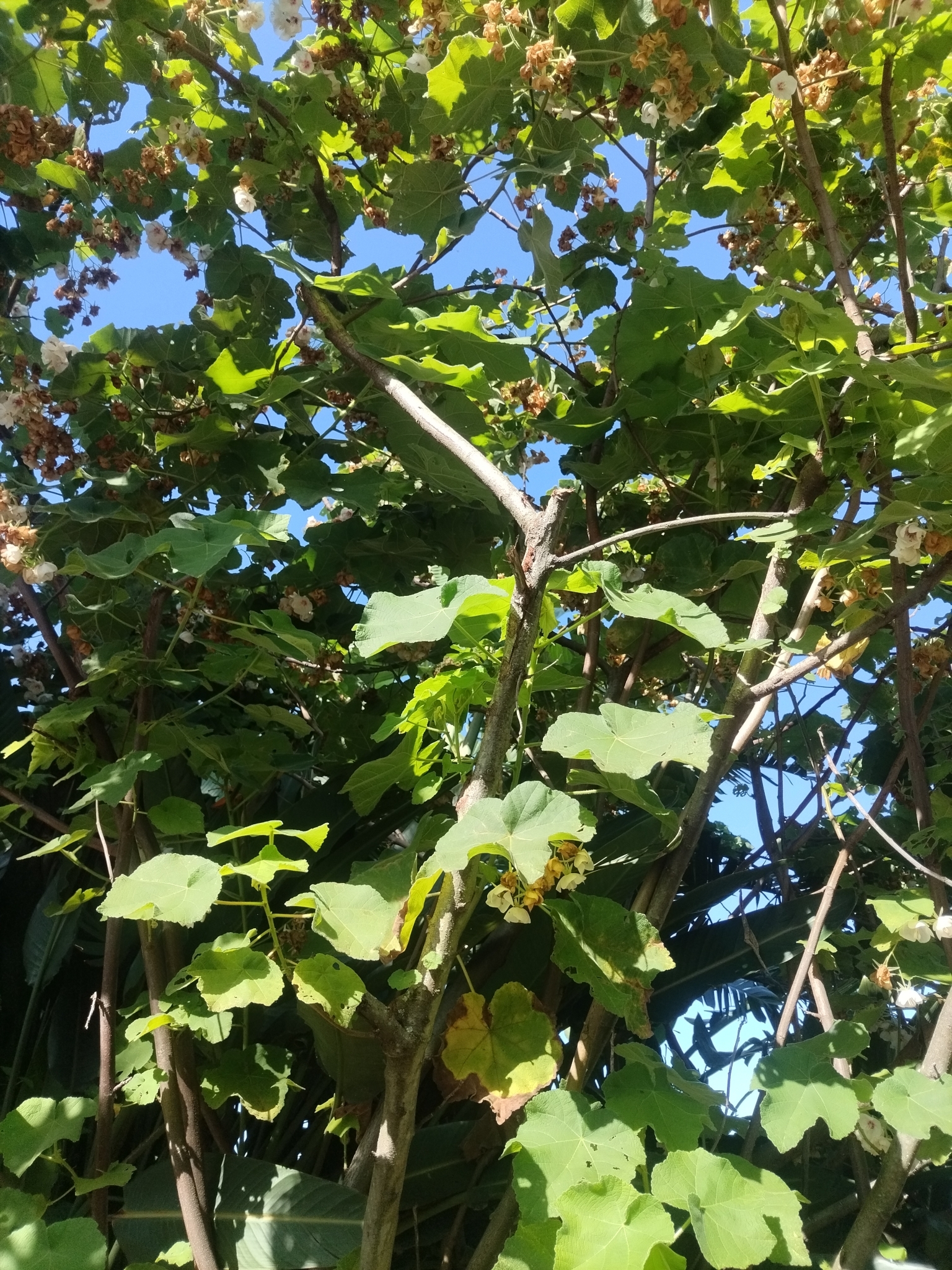 Imagem de Dombéia-rosa