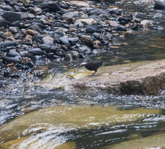 Cinclus leucocephalus