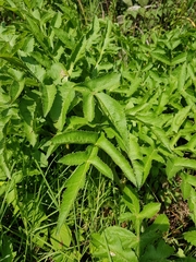 Prionosciadium thapsoides