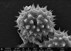 Grangea maderaspatana