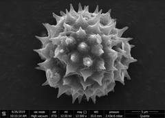 Grangea maderaspatana