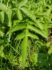 Prionosciadium thapsoides