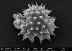 Grangea maderaspatana