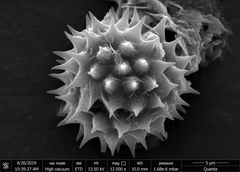 Grangea maderaspatana