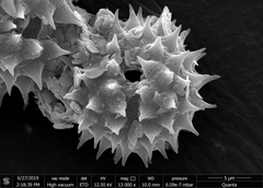 Grangea maderaspatana