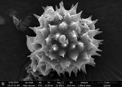 Grangea maderaspatana