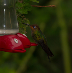 Heliodoxa leadbeateri