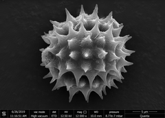 Grangea maderaspatana