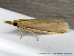 Peoria gematella
