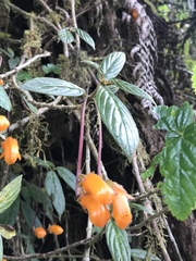 Columnea strigosa