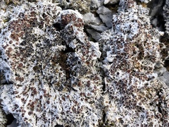 Lecanora epibryon