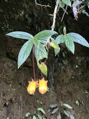 Columnea strigosa