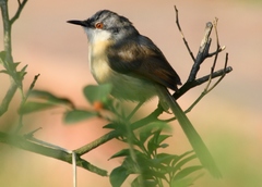Prinia socialis