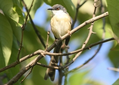Prinia socialis