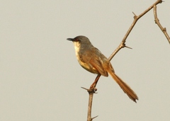 Prinia socialis