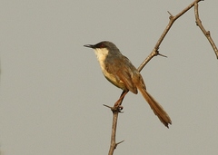 Prinia socialis