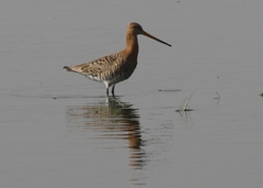Limosa limosa