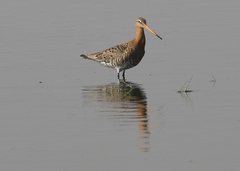 Limosa limosa