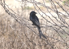 Dicrurus macrocercus