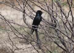 Dicrurus macrocercus