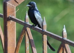 Dicrurus macrocercus