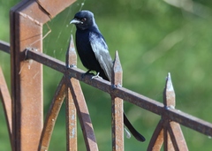 Dicrurus macrocercus