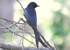 Dicrurus macrocercus