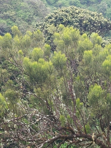 Exocarpos, 2025-04-27