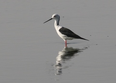 Himantopus himantopus