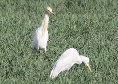 Bubulcus ibis
