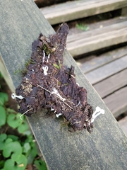 Resinomycena rhododendri