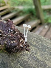 Resinomycena rhododendri